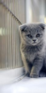 Animals,Fluffy,Kitty,Beautiful,Stroll,Wall,Kitten