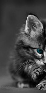 Animals,Fluffy,Kitty,Blue Eyed,Wash Up,Wash,Kitten,Cat