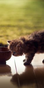 Animals,Fluffy,Kitty,Bowl,Kitten,Shadow