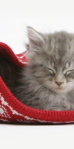 Animals,Fluffy,Kitty,Cap,Sleep,Kitten,Dream