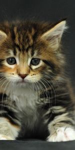 Animals,Fluffy,Kitty,Kid,Tot,Kitten,Dark Background