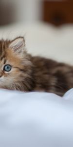 Animals,Fluffy,Kitty,Muzzle,Sight,Opinion,Attentiveness,Kitten,Mindfulness