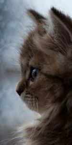 Animaux,Duveteux,Pelucheux,Museau,Vue,Opinion,Minou,Chaton,Muselière,Sombre