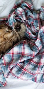 Animals,Fluffy,Kitty,Sleep,Bed,Kitten,Shirt,Dream