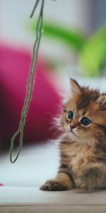 Animals,Fluffy,Kitty,Threads,Thread,Kid,Tot,Play,Kitten,Room