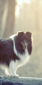 Animals,Fluffy,Log,Bicolor,Two Color,Dog,Fog