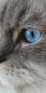 Animals,Fluffy,Muzzle,Blue Eyed,Cat