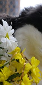 Animals,Fluffy,Muzzle,Bouquet,Flowers,Cat