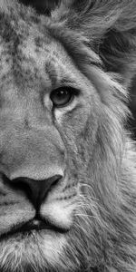 Animals,Fluffy,Muzzle,Bw,Lion,Chb,Mane