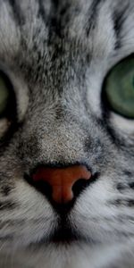 Animals,Fluffy,Muzzle,Grey,Nice,Sweetheart,Cat,Eyes