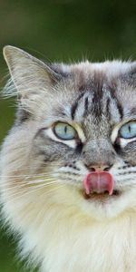 Animals,Fluffy,Muzzle,Licking,Lick Your Lips,Cat