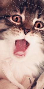 Animals,Fluffy,Muzzle,Open Mouth,Kitten,Kitty