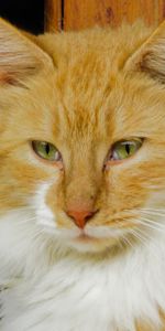 Animals,Fluffy,Muzzle,Opinion,Sight,Cat