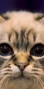 Animals,Fluffy,Muzzle,Opinion,Sight,Cat,Eyes