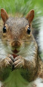 Animals,Fluffy,Muzzle,Opinion,Sight,Squirrel