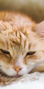 Animals,Fluffy,Muzzle,Rest,Relaxation,Cat