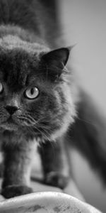 Animals,Fluffy,Muzzle,Sight,Opinion,Bw,Chb,Cat