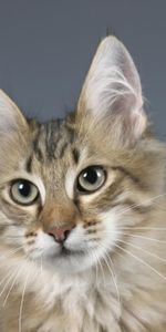 Animals,Fluffy,Muzzle,Sight,Opinion,Ears,Cat