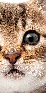 Animals,Fluffy,Muzzle,Sight,Opinion,Kitty,Kitten