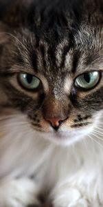 Animals,Fluffy,Muzzle,Sight,Opinion,Sad,Cat