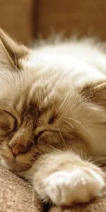 Animals,Fluffy,Muzzle,Sleep,Dream,Cat