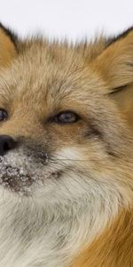 Animals,Fluffy,Muzzle,Snow,Fox