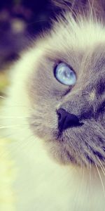 Animals,Fluffy,Muzzle,Spotted,Spotty,Blue Eyed,Close Up,Cat