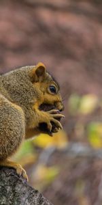 Esponjoso,Peludo,Nuez,Nutlet,Ardilla,Comida,Animales