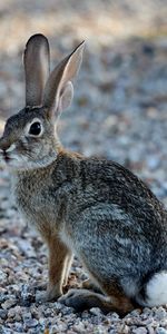 Pelucheux,Duveteux,Vue,Opinion,Animal,Animaux,Lapin