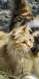 Pelucheux,Paire,Duveteux,Coupler,Animaux,Chats