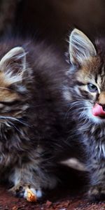 Animals,Fluffy,Pair,Muzzle,Kittens,Couple