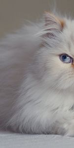 Animals,Fluffy,Persian,Blue Eyed,Cat