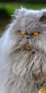 Animals,Fluffy,Persian Cat,Angry,Cat