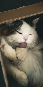 Animals,Fluffy,Pet,Nice,Sweetheart,Protruding Tongue,Tongue Stuck Out,Box,Cat