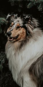 Animals,Fluffy,Pet,Opinion,Sight,Dog,Animal