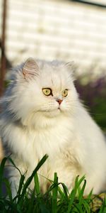 Animals,Fluffy,Pet,Sight,Opinion,Cat