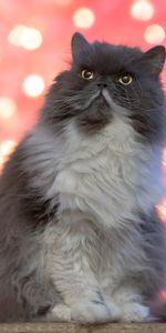 Animals,Fluffy,Pet,Sight,Opinion,Persian Cat,Cat