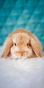 Animals,Fluffy,Pet,Sweetheart,Nice,Rabbit