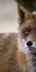 Pelucheux,Duveteux,Animaux,Animal,Un Renard,Prédateur,Renard