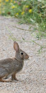 Duveteux,Pelucheux,Lièvre,Animaux,Profil,Lapin