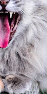 Animals,Fluffy,Protruding Tongue,Tongue Stuck Out,Zev,Throat,Cat,Grey