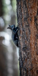 Écureuil Kaibab,Protéine Kaibab,Duveteux,Pelucheux,Rongeur,Animaux,Écureuil