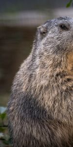 Animals,Fluffy,Rodent,Marmot