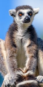 Animals,Fluffy,Sight,Opinion,Animal,Lemur