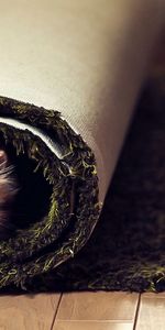 Animals,Fluffy,Sight,Opinion,Carpet,Twisted,Cat