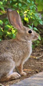 Duveteux,Pelucheux,Vue,Opinion,Animal,Animaux,Profil,Lapin