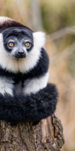 Animals,Fluffy,Striped,Animal,Lemur