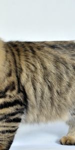 Animals,Fluffy,Striped,Siberian Cat,Cat