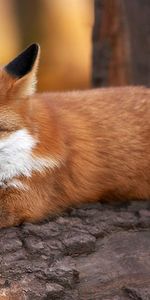 Animals,Fluffy,To Lie Down,Lie,Log,Fox