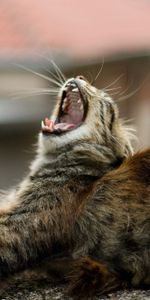 Animals,Fluffy,To Lie Down,Lie,To Yawn,Yawn,Cat